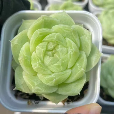 Echeveria Colored-up Pear Blossom White succulent — wholesale export from Yunnan, China