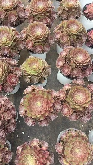 Aeonium Aeonium 'Autumn Hues' Small Cluster succulent — wholesale export from Yunnan, China