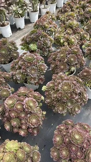 Aeonium Aeonium 'Autumn Hues' Old Stem, Large Cluster succulent — wholesale export from Yunnan, China