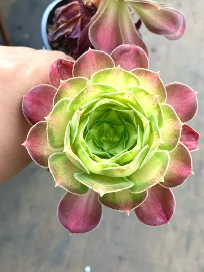 Compact-grown Aeonium 'Little Wizard' — photo 2 of 6