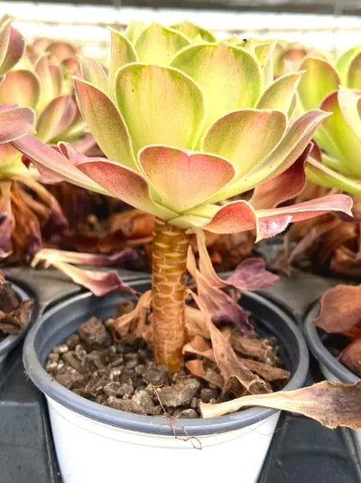 Compact-grown Aeonium 'Little Wizard' — photo 3 of 6