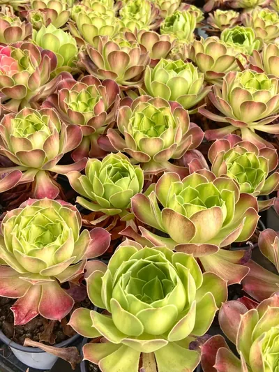 Compact-grown Aeonium 'Little Wizard' — photo 4 of 6