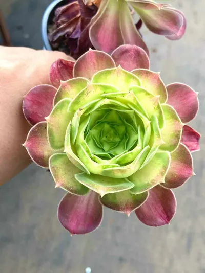 Compact-grown Aeonium 'Little Wizard' — photo 6 of 6
