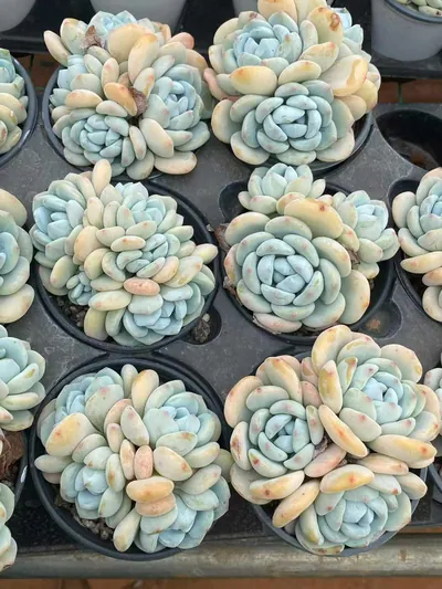 Cool Fragrance Cluster — photo 3 of 5