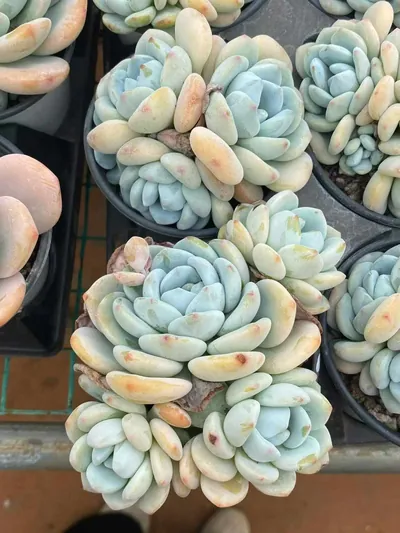 Cool Fragrance Cluster — photo 4 of 5