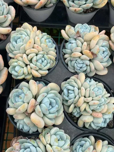 Cool Fragrance Cluster — photo 5 of 5