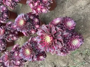 Aeonium Aeonium 'Copper White' succulent — wholesale export from Yunnan, China