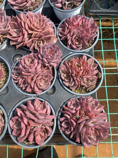 Corsican Rose Cluster — photo 6 of 6