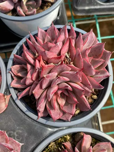 Echeveria Corsican Rose Cluster succulent — wholesale export from Yunnan, China
