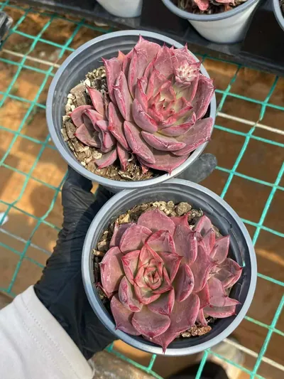Corsican Rose Single w/ Offsets — photo 4 of 6