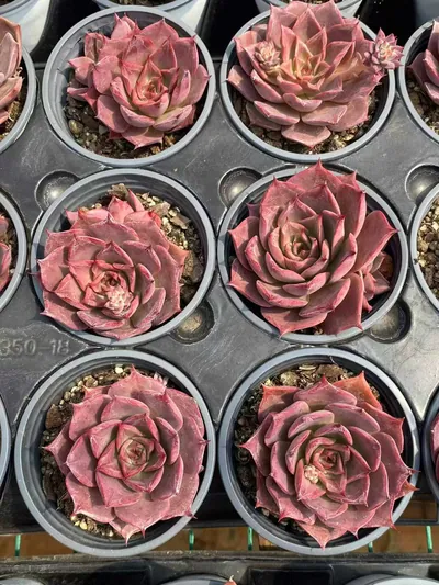Corsican Rose Single w/ Offsets — photo 5 of 6