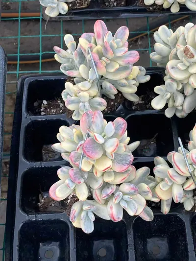 Cotyledon 'Ping Pong' — photo 1 of 5