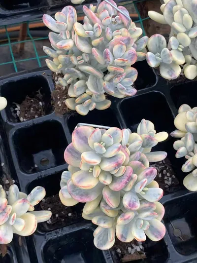 Cotyledon 'Ping Pong' — photo 2 of 5