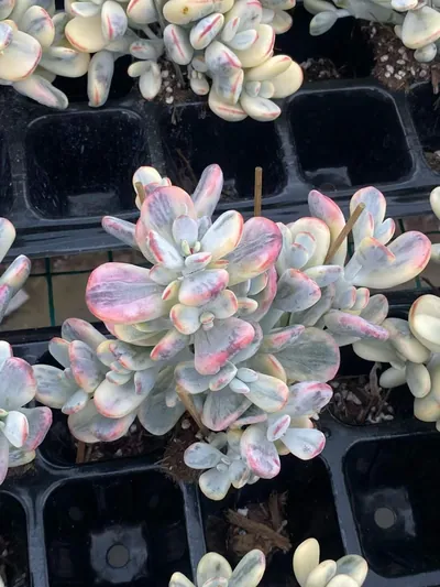 Cotyledon 'Ping Pong' — photo 3 of 5