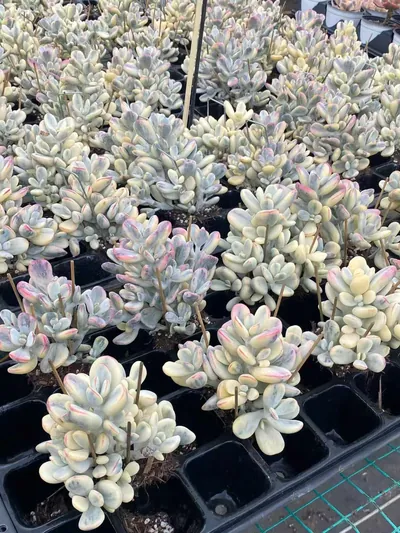 Cotyledon 'Ping Pong' — photo 4 of 5