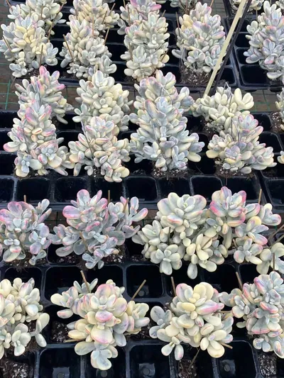 Cotyledon 'Ping Pong' — photo 5 of 5