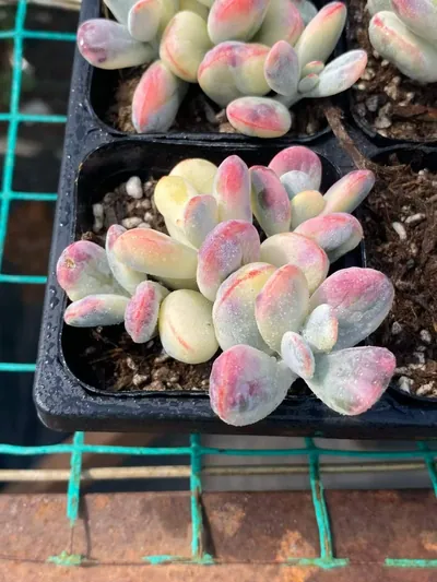 Cotyledon 'Ping Pong' Variegated — wholesale Rare Succulents from Yunnan, China