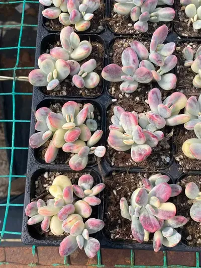 Cotyledon 'Ping Pong' Variegated — photo 2 of 6