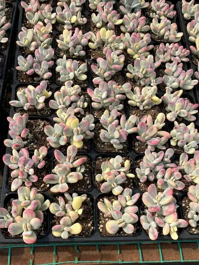 Cotyledon 'Ping Pong' Variegated — photo 3 of 6