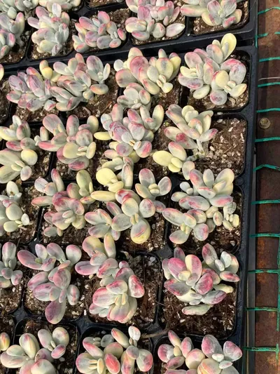 Cotyledon 'Ping Pong' Variegated — photo 4 of 6