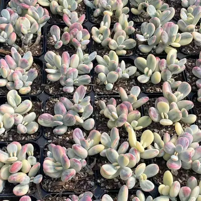 Cotyledon 'Ping Pong' Variegated Cluster — photo 2 of 4
