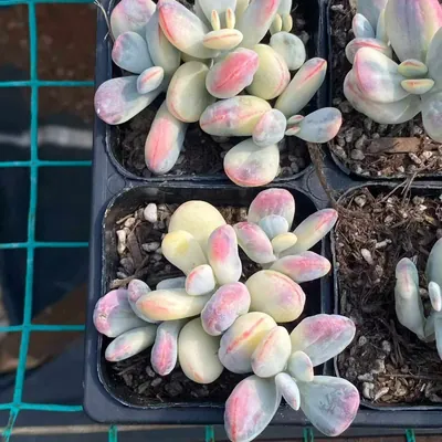 Cotyledon 'Ping Pong' Variegated Cluster — photo 3 of 4