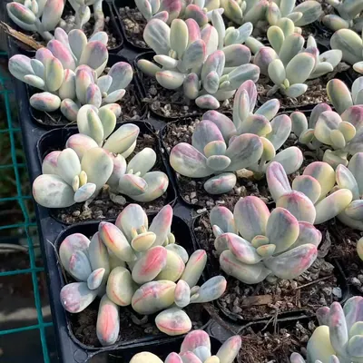 Cotyledon 'Ping Pong' Variegated Cluster — photo 4 of 4