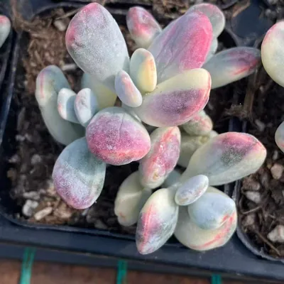 Cotyledon Cotyledon 'Ping Pong' Variegated Cluster succulent — wholesale export from Yunnan, China