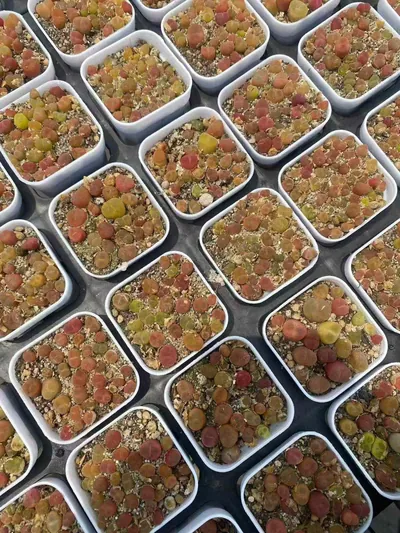 Crane-crown Sedum Cake — wholesale Rare Succulents from Yunnan, China