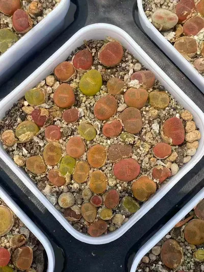 Crane-crown Sedum Cake — photo 3 of 3