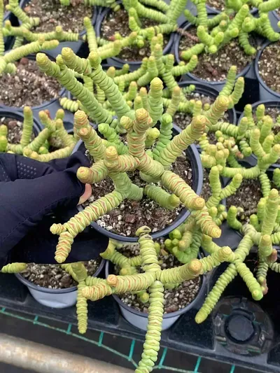 Crassula 'String of Buttons' — wholesale Rare Succulents from Yunnan, China