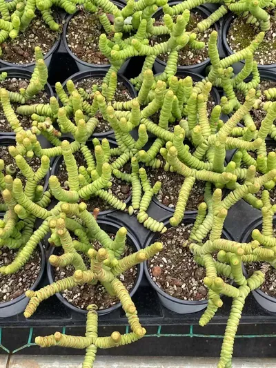 Crassula 'String of Buttons' — photo 2 of 6