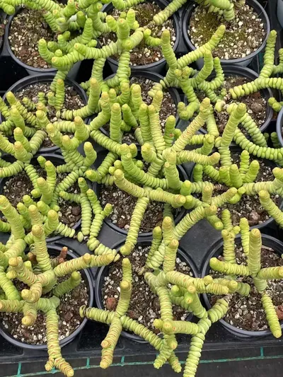 Crassula 'String of Buttons' — photo 6 of 6