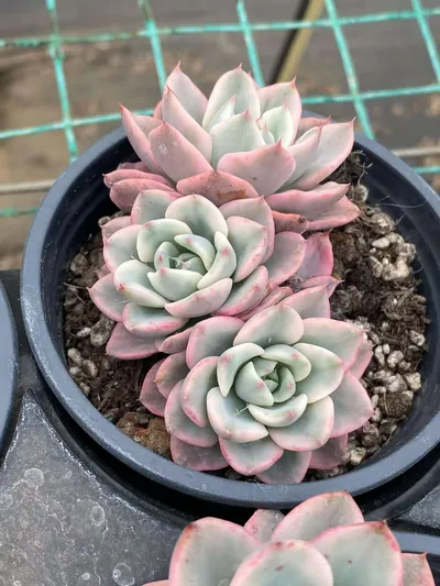 Cream Yellow Peach 3 Heads Cluster — wholesale Echeveria from Yunnan, China