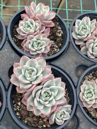 Cream Yellow Peach 3 Heads Cluster — photo 2 of 4