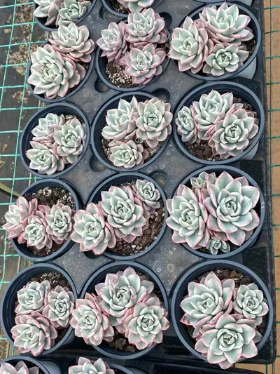 Cream Yellow Peach 3 Heads Cluster — photo 3 of 4