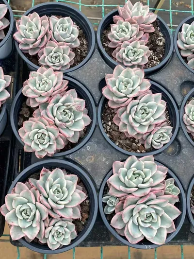 Cream Yellow Peach 3 Heads Cluster — photo 4 of 4