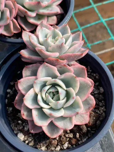 Cream Yellow Peach Twin-head — wholesale Echeveria from Yunnan, China
