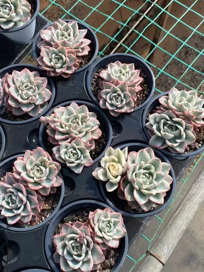 Cream Yellow Peach Twin-head — photo 3 of 4