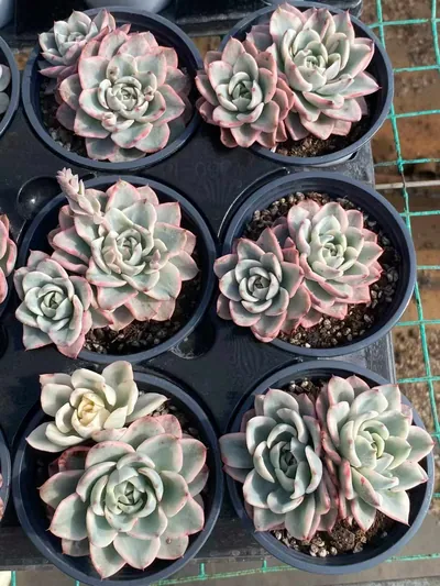 Cream Yellow Peach Twin-head — photo 4 of 4