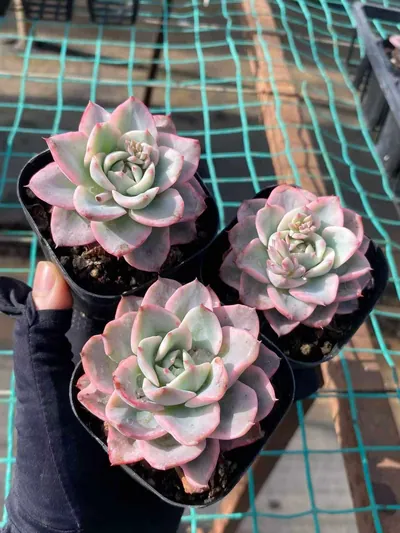 Cream Yellow Peach Variegated — photo 2 of 6