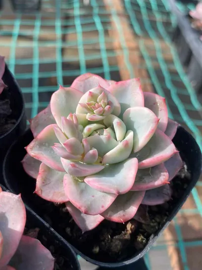Cream Yellow Peach Variegated — photo 3 of 6