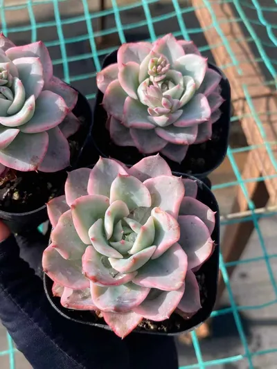 Cream Yellow Peach Variegated — photo 4 of 6