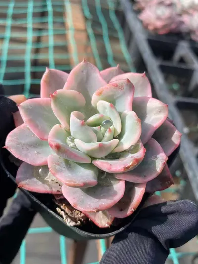 Cream Yellow Peach Variegated — photo 5 of 6