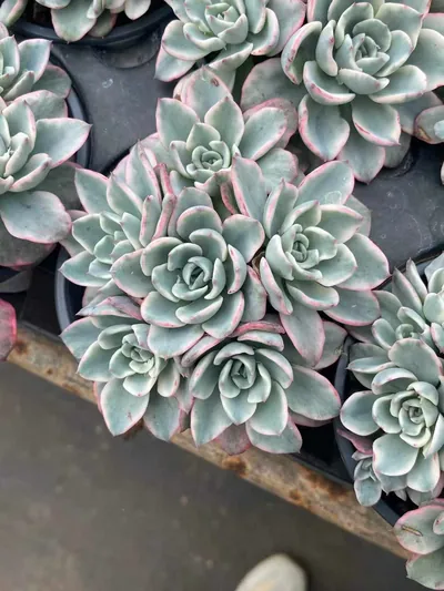 Cream Yellow Peach Variegated Cluster — wholesale Echeveria from Yunnan, China