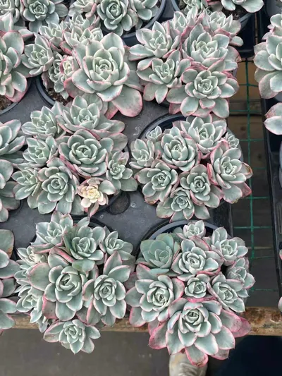 Cream Yellow Peach Variegated Cluster — photo 2 of 6