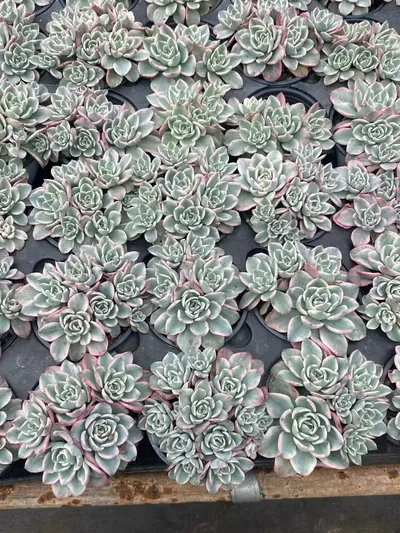 Cream Yellow Peach Variegated Cluster — photo 3 of 6