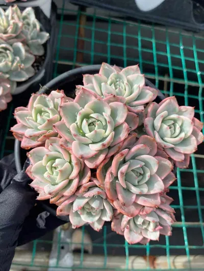 Cream Yellow Peach Variegated Cluster — photo 4 of 6