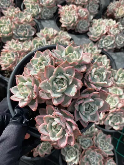 Cream Yellow Peach Variegated Cluster — photo 5 of 6