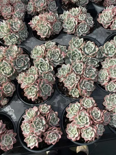 Cream Yellow Peach Variegated Cluster — photo 6 of 6